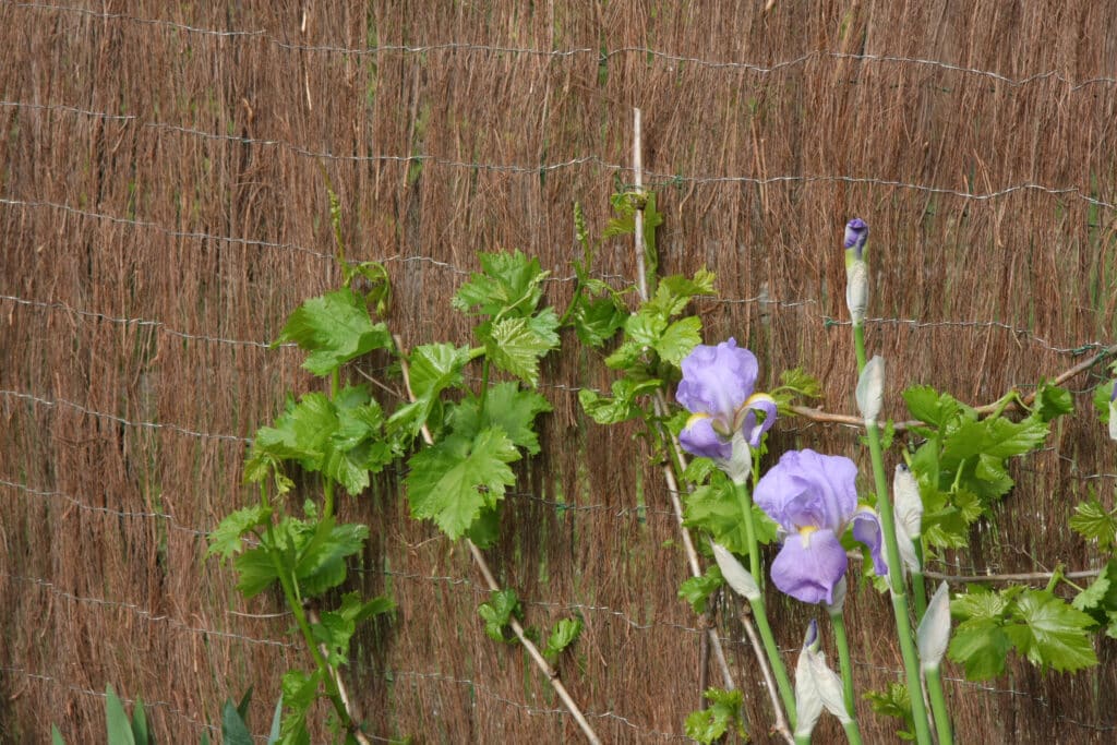 Clôture en brande avec des vignes aux feuilles vertes vives et des iris violets épanouis. Ambiance printanière et naturelle.
