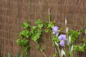 Clôture en brande avec des vignes aux feuilles vertes vives et des iris violets épanouis. Ambiance printanière et naturelle.