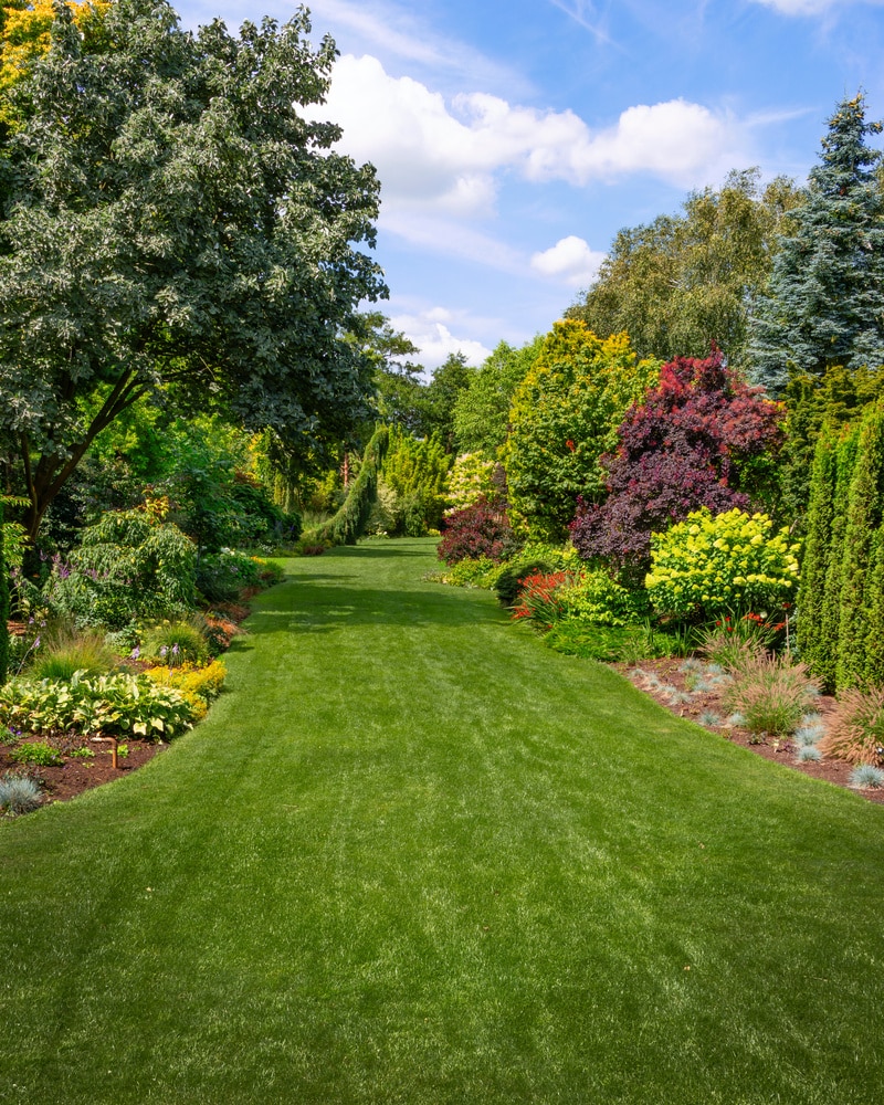 Allée de pelouse verte impeccable bordée d'arbres et arbustes aux couleurs variées sous un ciel bleu ensoleillé.